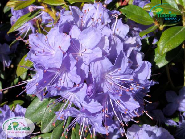 Rhododendron Saphirblau